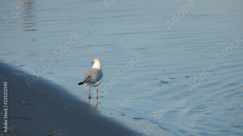 Slender-billed gull walking on the shore of the sea (Chroicocephalus genei)