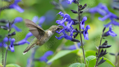 Hungry Hummingbird