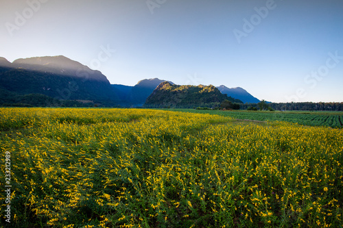 Yellow flower field known as sunn hemp and mountain background.