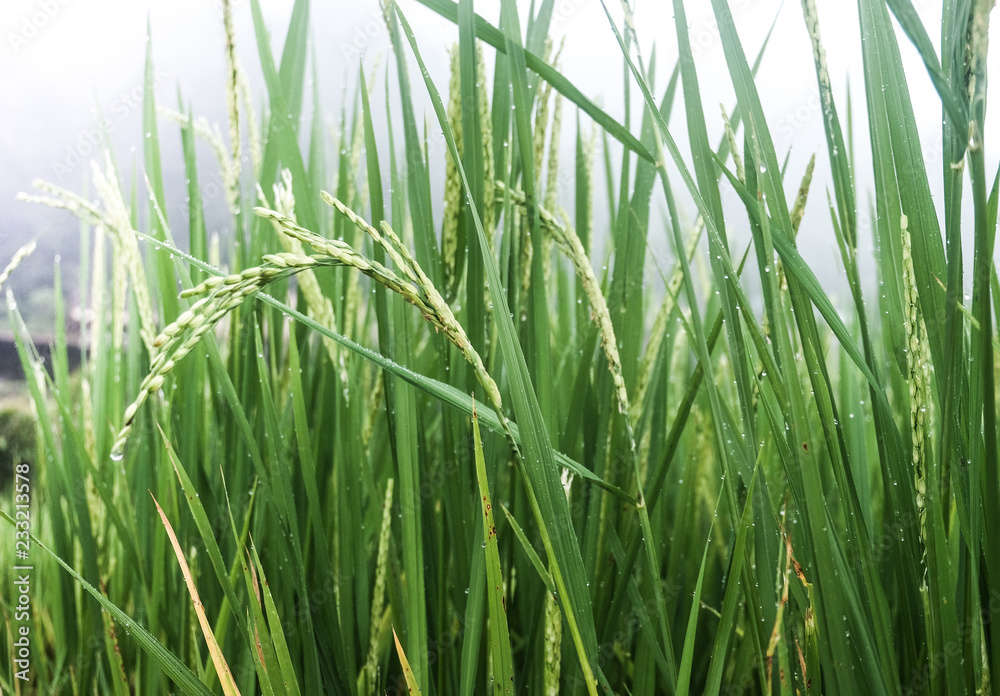 ear of rice in paddy field , Terraced Rice Fields, Rice Farm ear of rice in paddy field , Terraced Rice Fields, Rice Farm