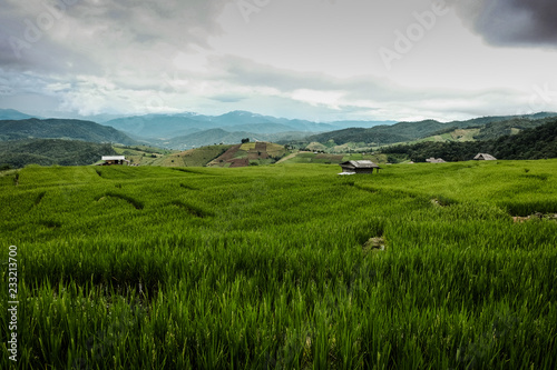 Panorama landscape, Green Paddy Field with cloudy sky in north of Thailand