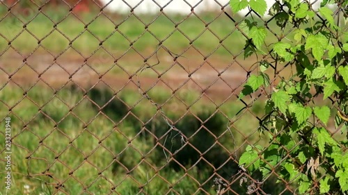 Background with common hop and Chain-wire fence photo