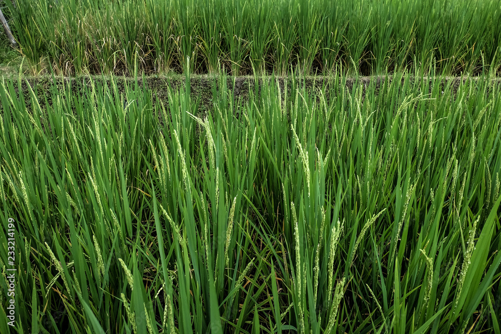 Terraced Rice Fields, Paddy Field, Rice Farm