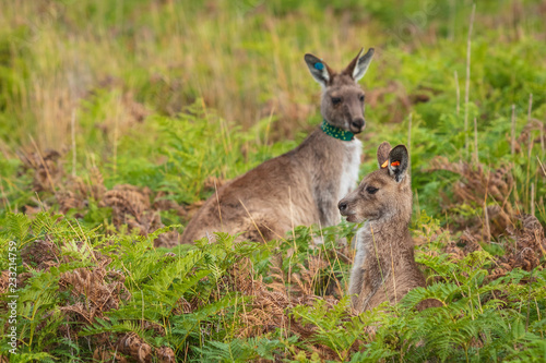Fototapeta Naklejka Na Ścianę i Meble -  Eastern Grey kangaroos tagged as part of a scientific study on movement and breeding habits at Wilsons Promontory national park, Victoria, Australia
