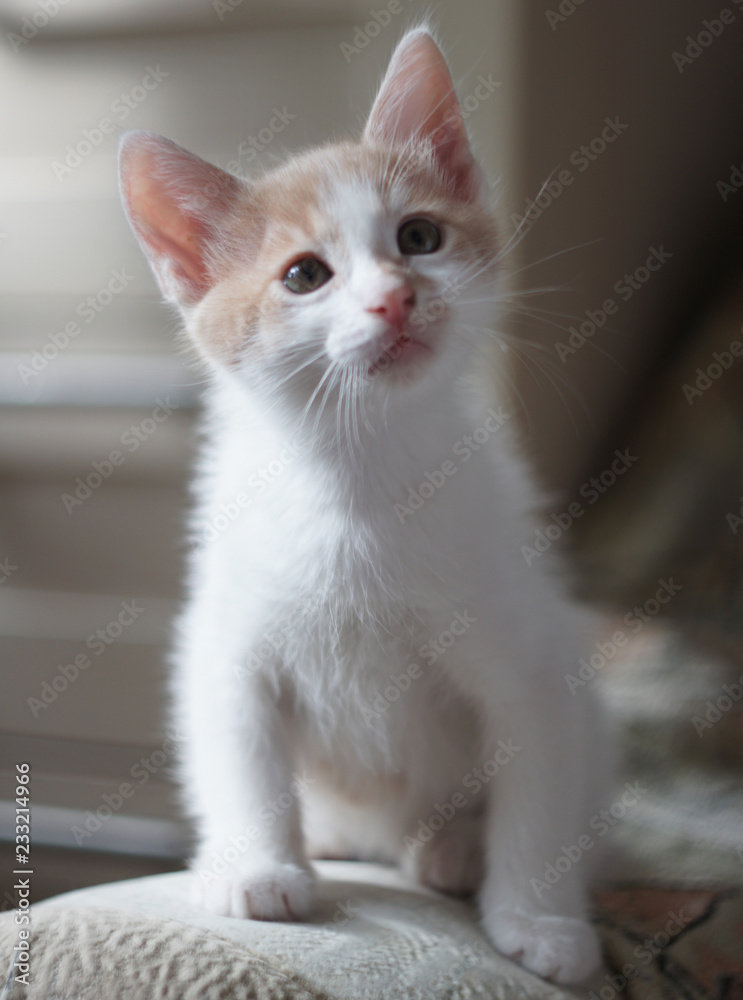White kitten with red spots. Portrait of a little pet.
