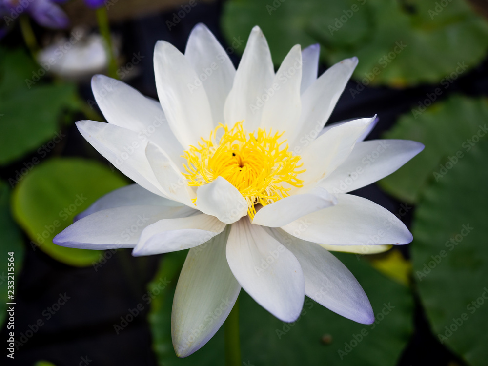White thai lotus rises and blooms above water White thai lotus rises and blooms above water
