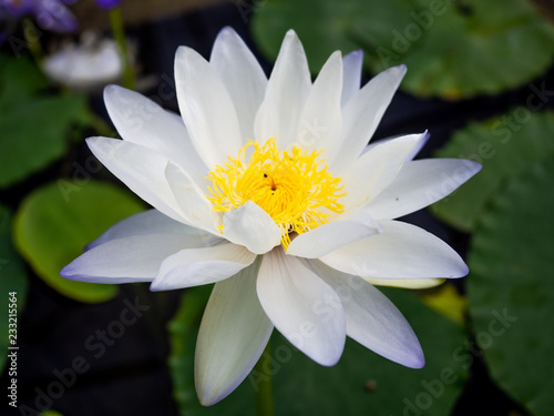 White thai lotus rises and blooms above water