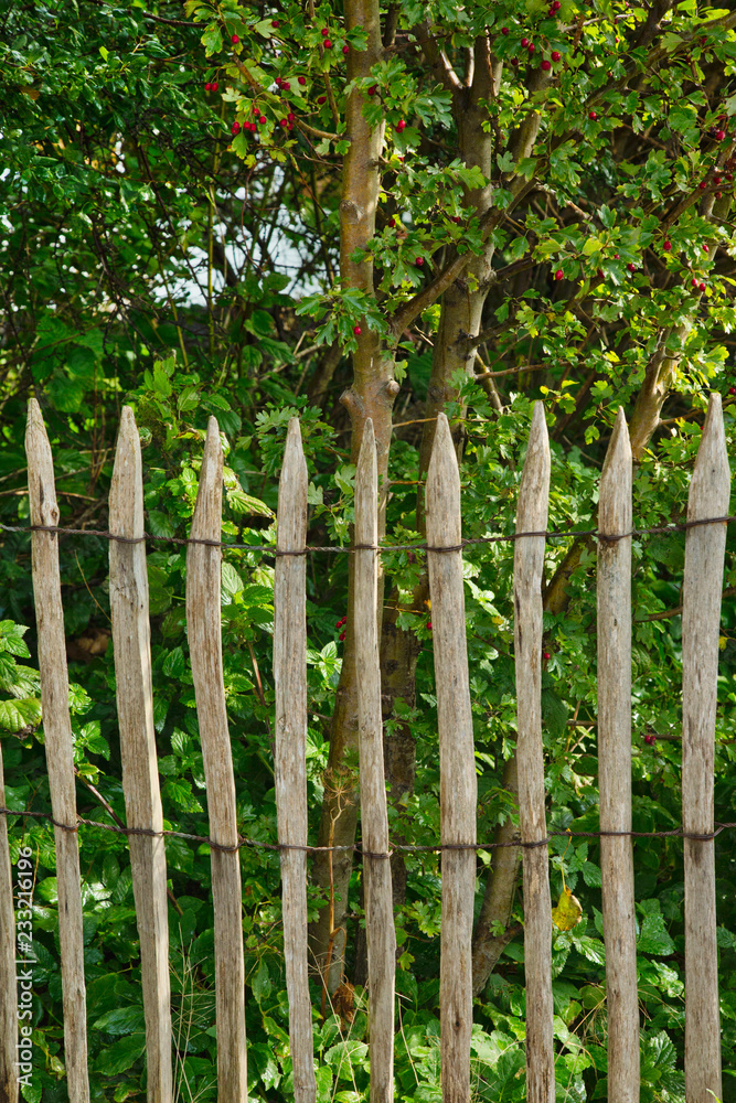 Country garden in summer with old rustic fence on the countryside in Western Pomerania Country garden in summer with old rustic fence on the countryside in Western Pomerania