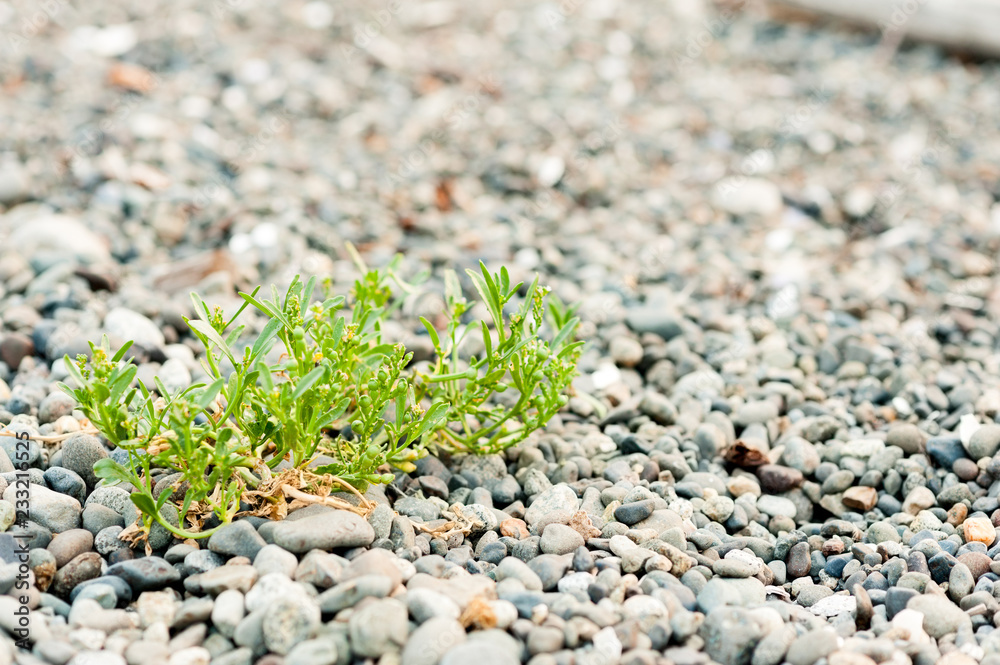 Plant growing on rocky beach