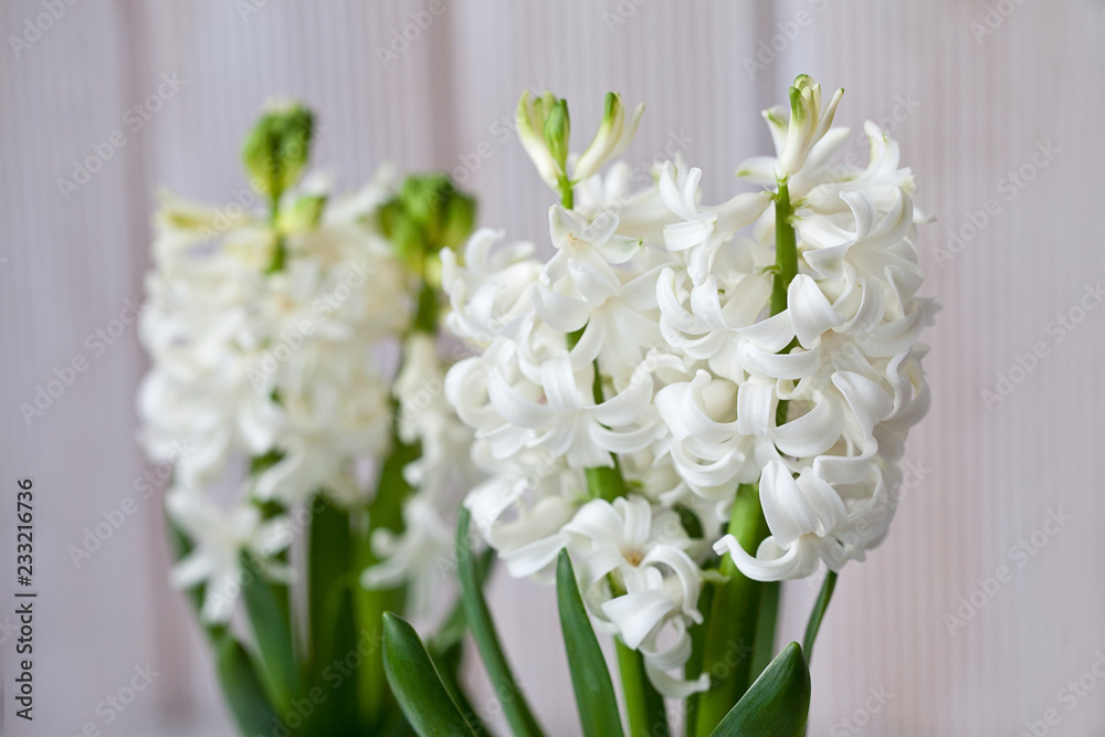 Fresh white hyacinth blossom in front of white wooden panels Fresh white hyacinth blossom in front of white wooden panels