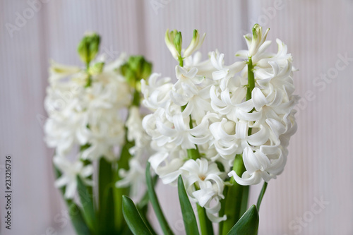 Fresh white hyacinth blossom in front of white wooden panels