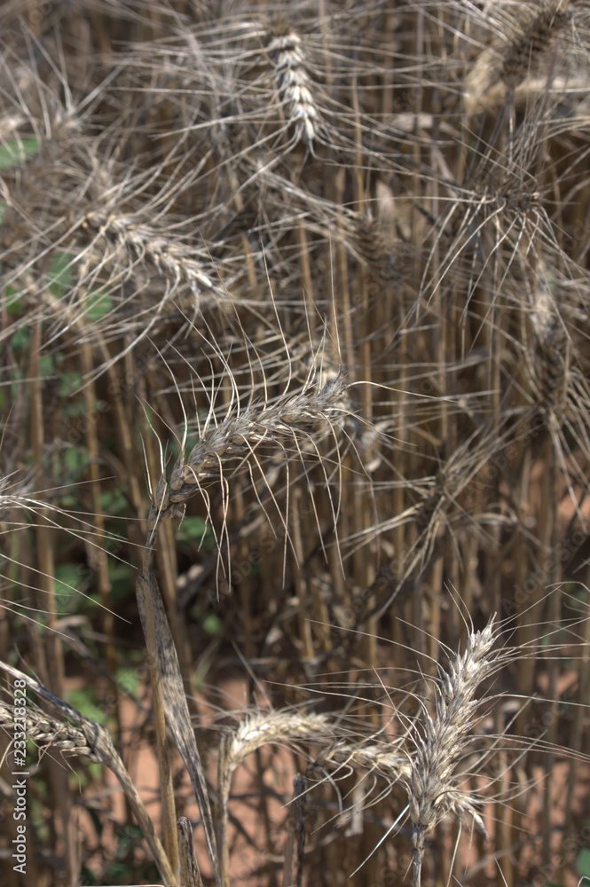Fototapeta premium Texture or background with a wheat cereal close-up.