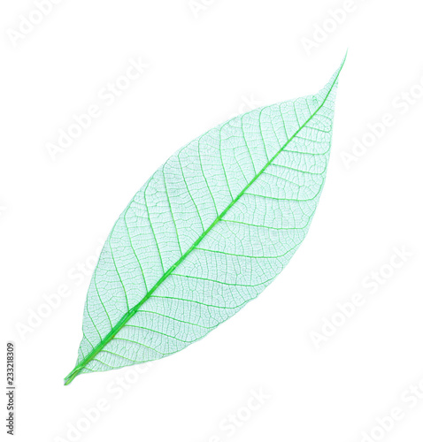 Beautiful decorative skeleton leaf on white background