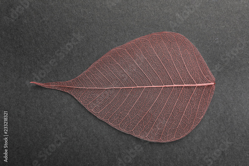 Beautiful decorative skeleton leaf on black background, top view © New Africa