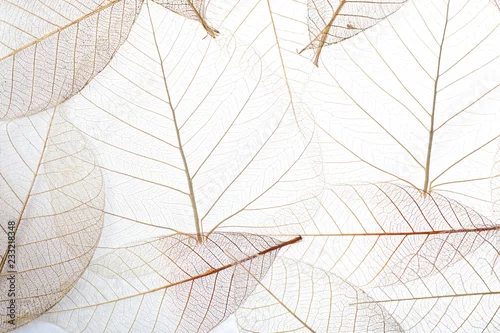 Obraz Widok z góry pięknych dekoracyjnych liści szkieletu