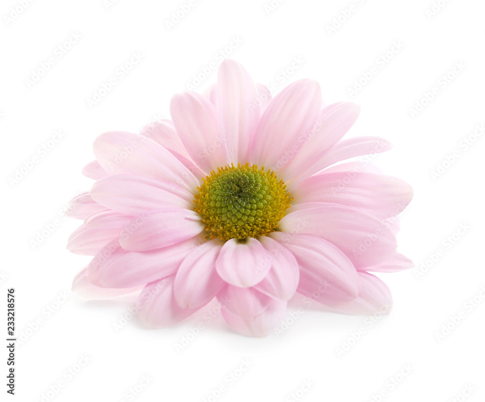 Beautiful and delicate chamomile flower on white background Beautiful and delicate chamomile flower on white background