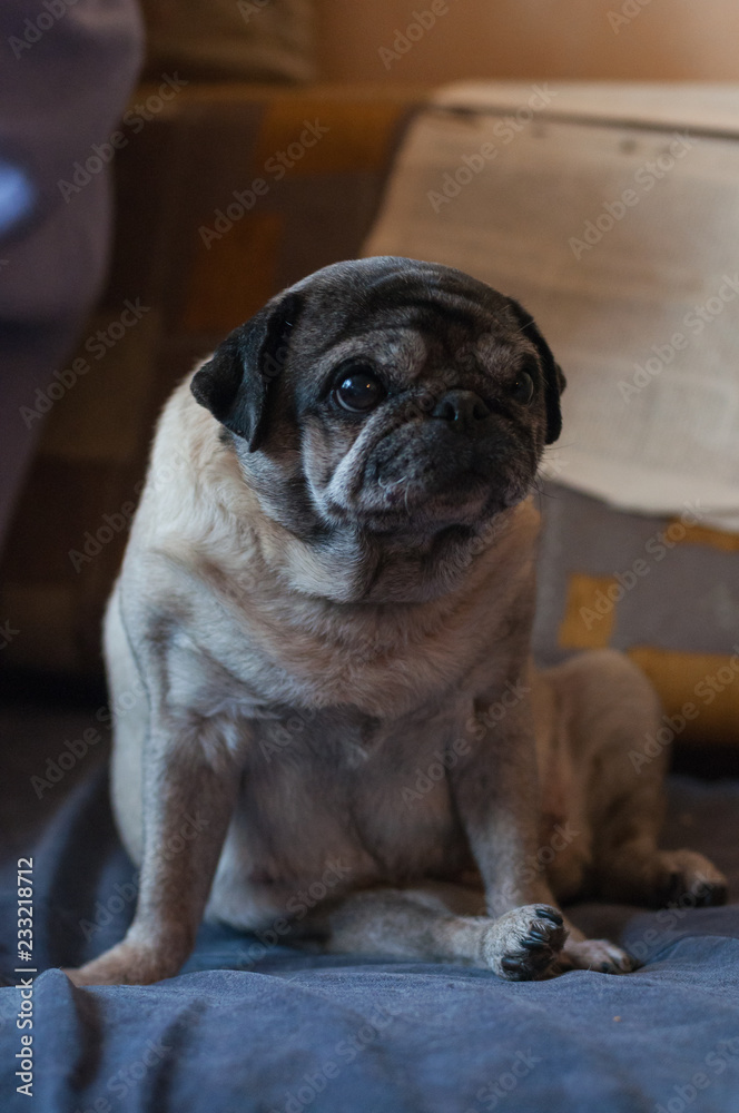 A Pug looks left and sits at a sofa