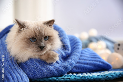 Fototapeta Naklejka Na Ścianę i Meble -  Cute cat wrapped in knitted sweater lying on floor at home. Warm and cozy winter