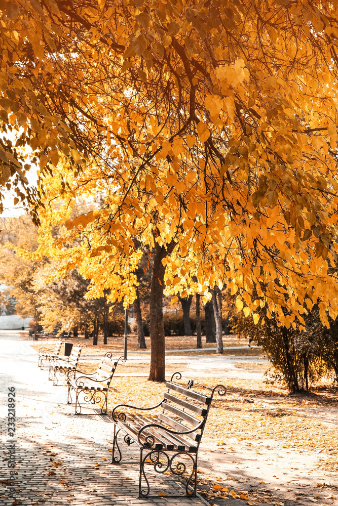 Picturesque landscape of autumn park on sunny day