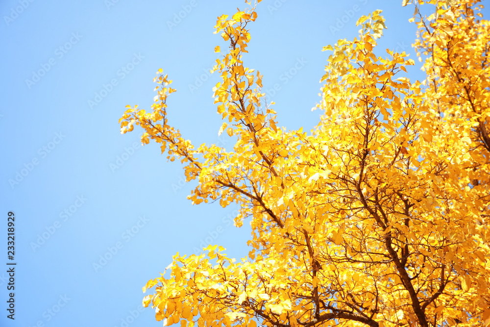 Tree with golden leaves against blue sky. Autumn sunny day Tree with golden leaves against blue sky. Autumn sunny day