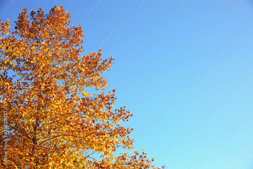 Beautiful autumn tree with bright leaves against sky. Space for text Beautiful autumn tree with bright leaves against sky. Space for text