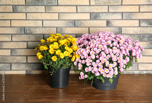 Beautiful potted chrysanthemum flowers on table near brick wall