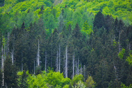 Bosco misto di conifere e faggi - veduta panoramica photo