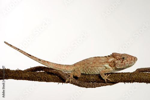Falsches Chamäleon (Anolis barbatus) - Western Bearded Anole  photo