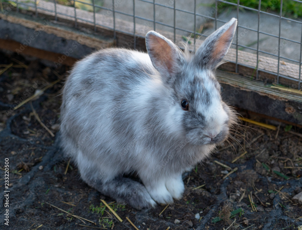 Kleiner Hase aus der Wachau Kleiner Hase aus der Wachau