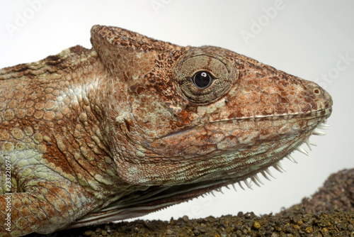 Falsches Chamäleon (Anolis barbatus) - Western Bearded Anole  photo