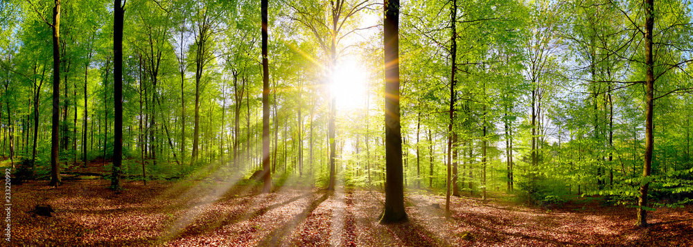 Beautiful forest panorama in spring with bright sun shining through the trees