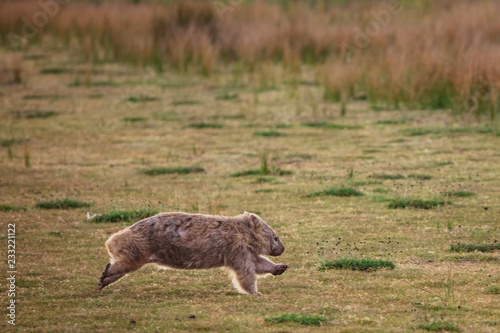 Wombat running through the grassland at Wilsons Promontory national park, Victoria, Australia