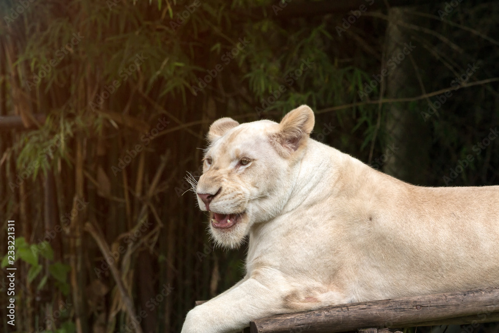 Close up of white lion laying on wood and act like threatening Close up of white lion laying on wood and act like threatening