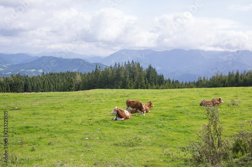 Cows on alpine meadow with mountain landscape in the background