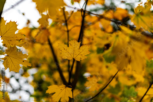 Gelbe Blätter im Herbst am Baum