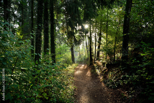 Sonnenstrahlen im grünen Wald © Fotolla