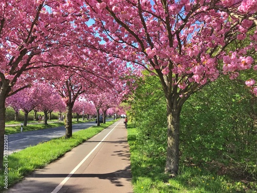 Pink cherry tree during cherry blossom season in spring on an empty street