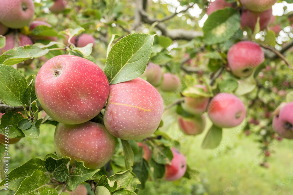 Branches with apples. Apple tree Branches with apples. Apple tree