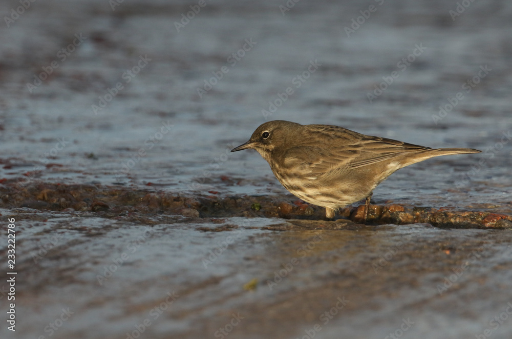 A pretty Rock Pipit (Anthus petrosus) searching for food on the shores of the Moray Firth in north east Scotland. A pretty Rock Pipit (Anthus petrosus) searching for food on the shores of the Moray Firth in north east Scotland.