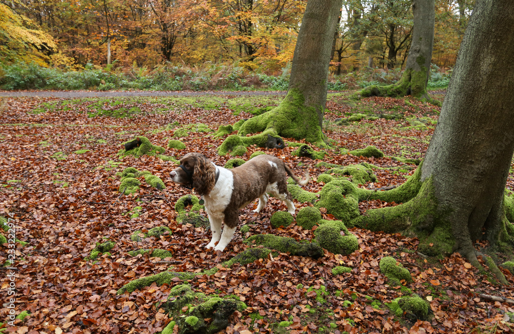 A landscape view of an adorable English Springer Spaniel Dog having fun in a Forest in the UK in autumn.