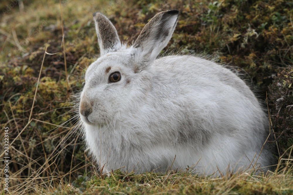 Fototapeta premium A magnificent Mountain Hare (Lepus timidus) in its winter white coat high in the Scottish mountains. 