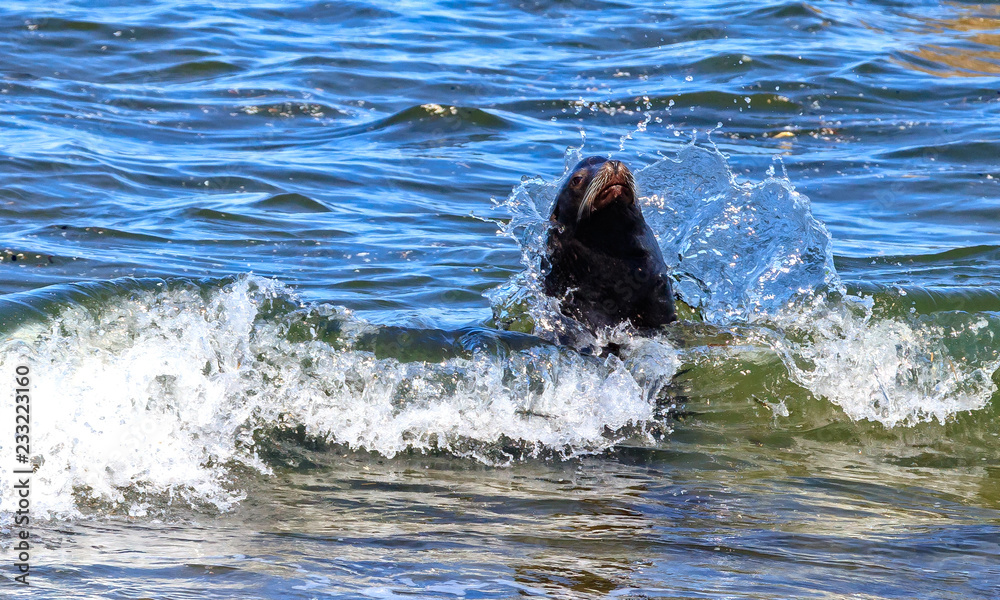 splashing water collar for a sea lion