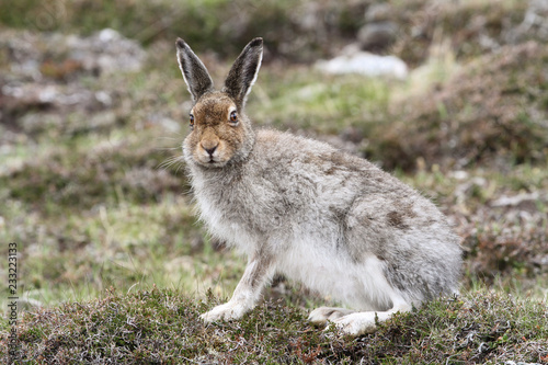 A magnificent Mountain Hare (Lepus timidus) in the highlands of Scotland in its brown summer coat.