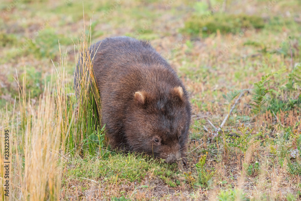 Wombat running through the grassland at Wilsons Promontory national park, Victoria, Australia Wombat running through the grassland at Wilsons Promontory national park, Victoria, Australia