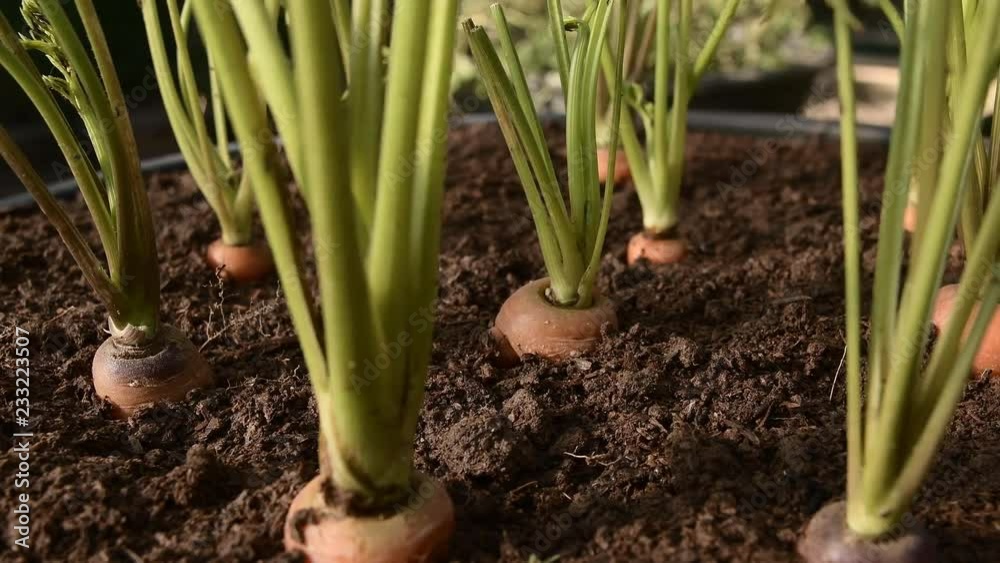 Carrot vegetable grows in the garden in the soil organic background closeup. Carrot vegetable grows in the garden in the soil organic background closeup.