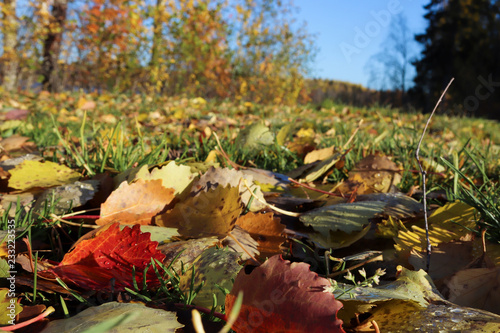 hine of the sun in dew drops on autumn leaves. photo