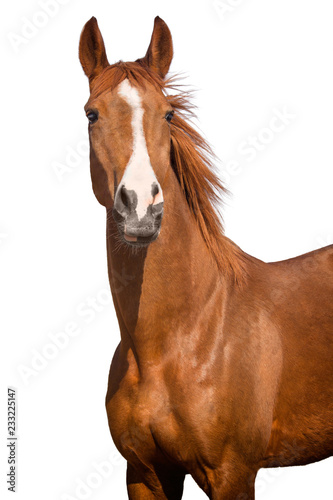 horse isolated on white background photo