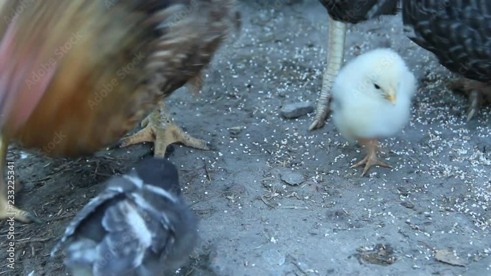 Hen with chicks pecking grain in poultry. Hen mother. Hen with chickens. Closeup of mother chicken with baby chicks eating grain on ground. Chicks with their mom eating at farm
Hen with chicks pecking grain in poultry. Hen mother. Hen with chickens. Closeup of mother chicken with baby chicks eating grain on ground. Chicks with their mom eating at farm