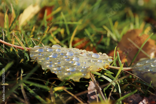 hine of the sun in dew drops on autumn leaves. photo