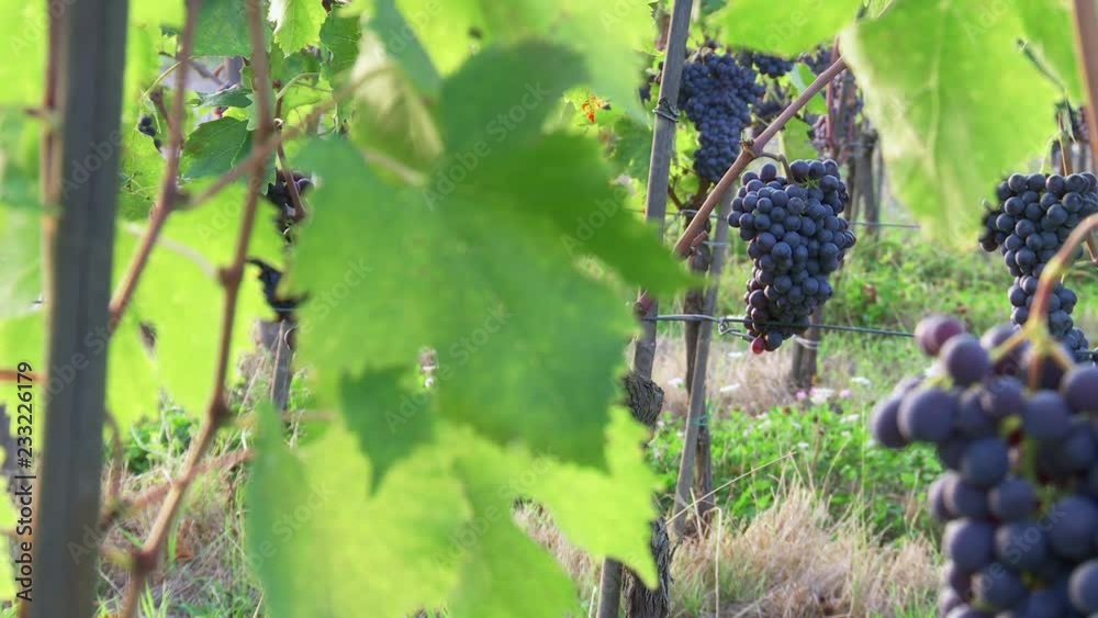Sangiovese grapes and vineyards in Panzano in Chianti, Tuscany, italy. In the Chianti Classico Region. Dolly movement close-up